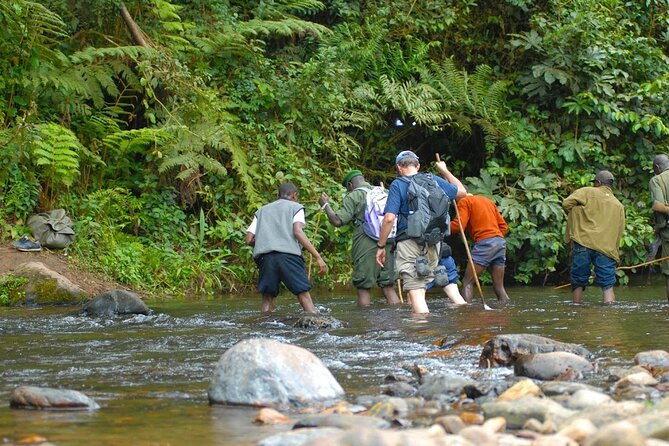 8-Day Classic Uganda Primates & Wildlife Tour - Day 8: Returning to Entebbe