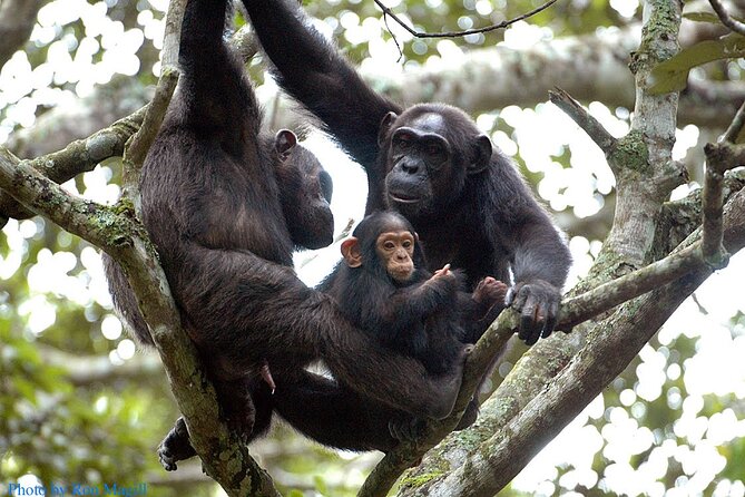 8-Day Murchison Falls, Chimp and Epic Gorilla Trekking - Key points to know before booking