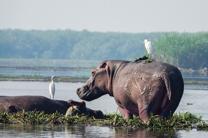 8-Day Murchison Falls, Chimp and Epic Gorilla Trekking - Day 2: Murchison game drive and the Nile boat trip