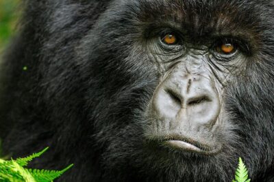 8-Day Murchison Falls, Chimp and Epic Gorilla Trekking