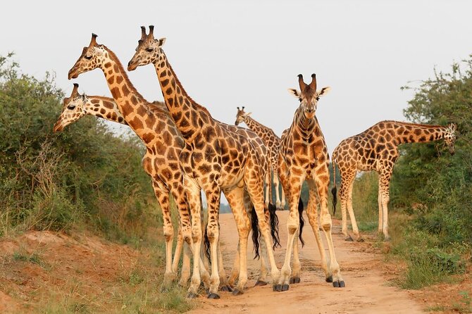 8-Day Murchison Falls, Chimp and Epic Gorilla Trekking - Day 5: Queen Elizabeth and an evening game drive