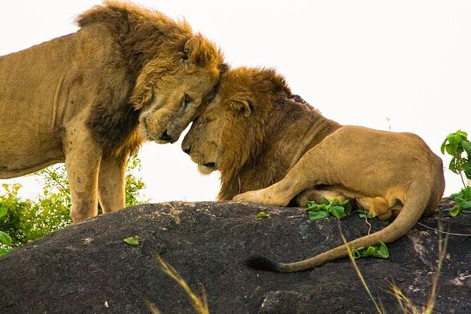8-Day Murchison Falls, Chimp and Epic Gorilla Trekking - Day 6: Ishasha’s tree-climbing lions