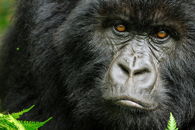 A silverback mountain gorilla in the Bwindi forest