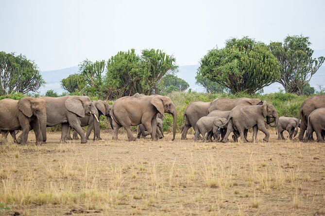 8-Day Private Uganda Big 5 Luxury Safari with Gorillas and Chimps - Why this Uganda safari feels different