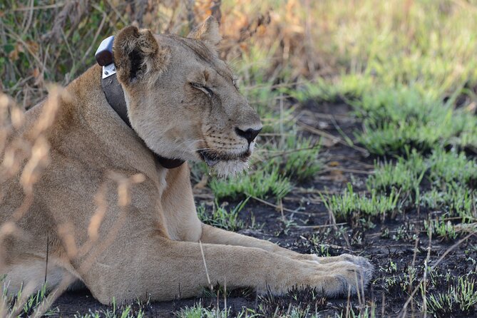 8-Day Private Uganda Big 5 Luxury Safari with Gorillas and Chimps - Day 3: The long road to Kibale Forest