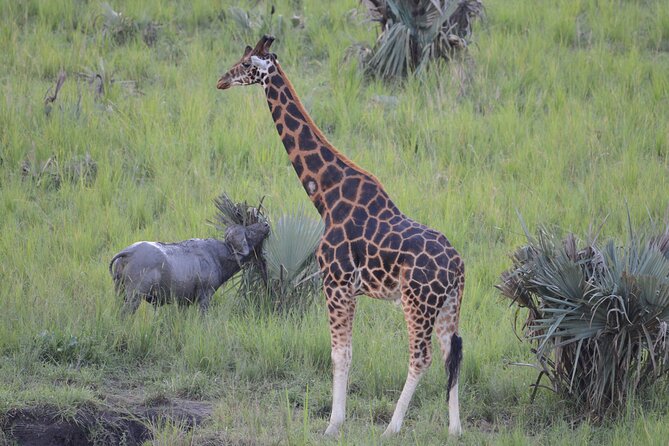 8-Day Private Uganda Big 5 Luxury Safari with Gorillas and Chimps - Day 4: Chimpanzees in Kibale, then on to Queen Elizabeth