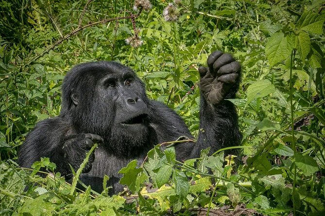 8-Day Private Uganda Big 5 Luxury Safari with Gorillas and Chimps - Day 5: Kasenyi wildlife and the Kazinga Channel