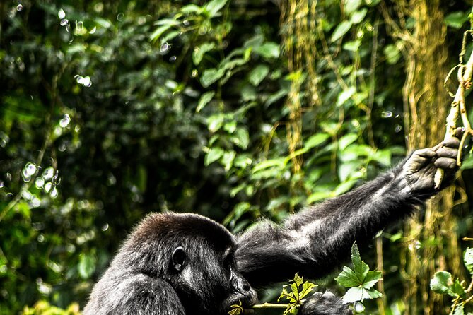 8 Days Gorillas, Primates & Wildlife Safari Uganda Safari - Day 2: Chimpanzees and the Bigodi wetland