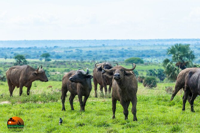 8 Days Gorillas, Primates & Wildlife Safari Uganda Safari - Day 4: Big mammals and the Kazinga Channel