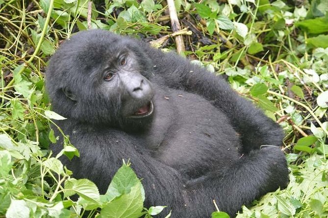 8 days Murchison Falls, Chimpanzee & Gorilla Trekking Safari - Day 2: Lions, elephants, and the Nile at Murchison