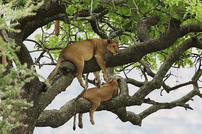 8 days Uganda Primate & Wildlife safari tour - Key points to know before booking