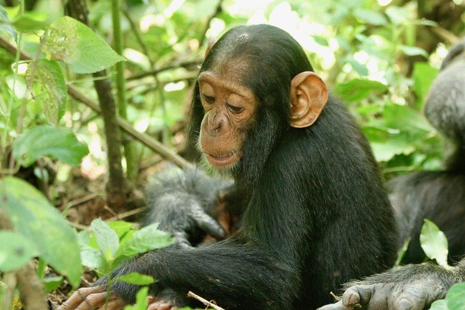 8 days Uganda Primate & Wildlife safari tour - Why this Uganda route works so well