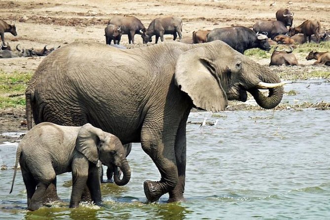 8 days Uganda Primate & Wildlife safari tour - Day 5: Queen Elizabeth by road and water
