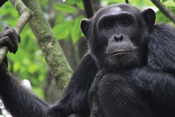 8 days Uganda Primate & Wildlife safari tour - Day 7: Gorilla trekking and Lake Bunyonyi