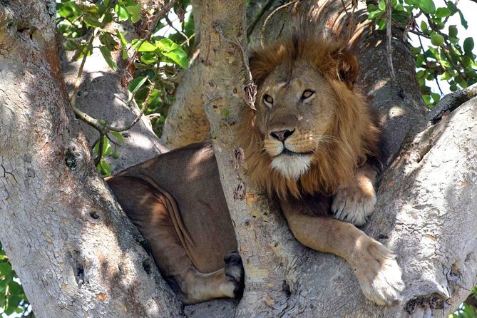 8 days Uganda Primate & Wildlife safari tour - Day 2: Game drives, the Nile, and the top of the falls