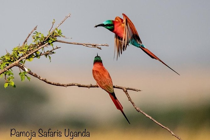 8 Days Uganda Primates Safari - Day 1: A simple arrival in Entebbe