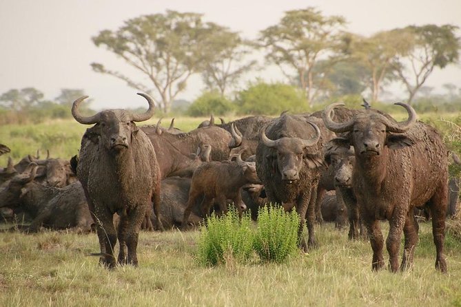 8 Days Uganda Primates Safari - Day 7: Igongo culture and Lake Mburo wildlife