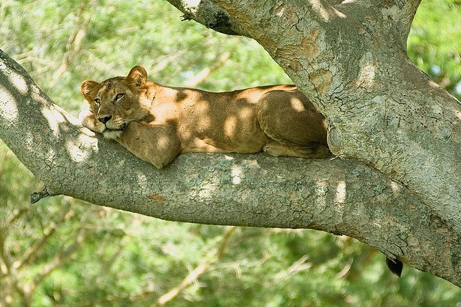 9 Best of Uganda gorilla and wildlife safari - Five details that shape this Uganda safari