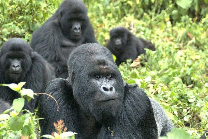9 Best of Uganda gorilla and wildlife safari - Chimpanzees and monkeys in Kibale Forest