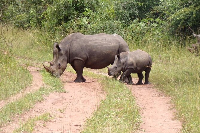 9 day Gorilla Trekking, Chimpanzee & Wilderness Safari (mid-range) - What this nine-day route does well
