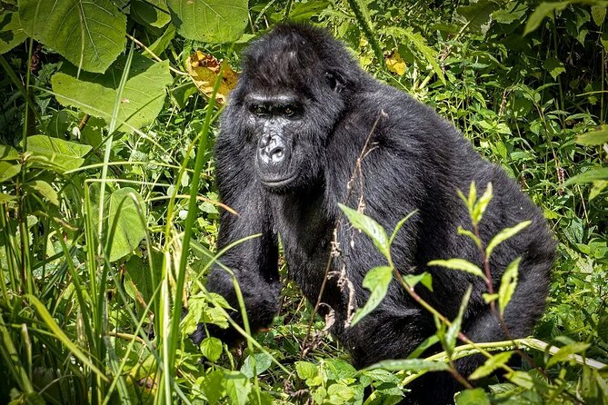 9-Day Private Uganda Wildlife Safari - Day 1: Flying into Murchison Falls National Park