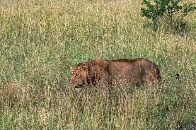 9-Day Private Uganda Wildlife Safari - Day 3: The long road to Kibale Forest