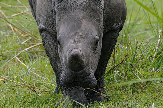 9-Day Private Uganda Wildlife Safari - Day 5: Queen Elizabeth and the Kazinga Channel