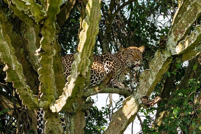 9-Day Private Uganda Wildlife Safari - Day 6: Sunrise animals and crater lakes