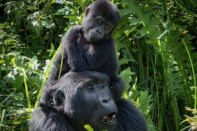 9-Day Private Uganda Wildlife Safari - Day 7: From Queen Elizabeth to Bwindi