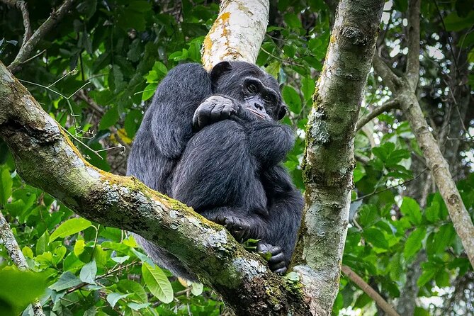 9-Day Private Uganda Wildlife Safari - Day 2: Wildlife and water at Murchison Falls