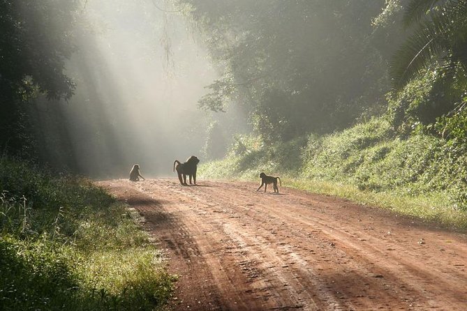 9-Day Uganda Primates - Lions & so Much More (Midrange) - Ishasha: a chance to see tree-climbing lions