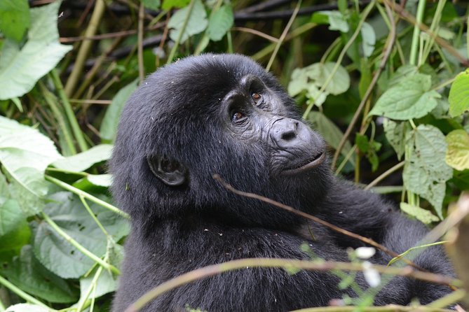 9-Day Uganda Primates - Lions & so Much More (Midrange) - Bwindi gorilla trekking: the trip’s demanding reward