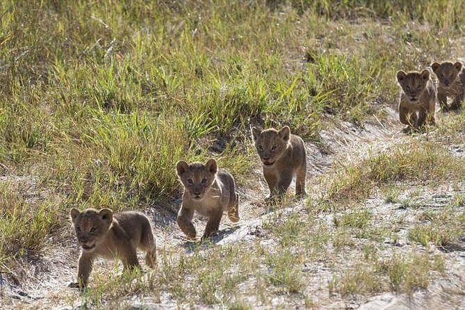9-Day Uganda Primates - Lions & so Much More (Midrange) - The return to Entebbe and the equator stop