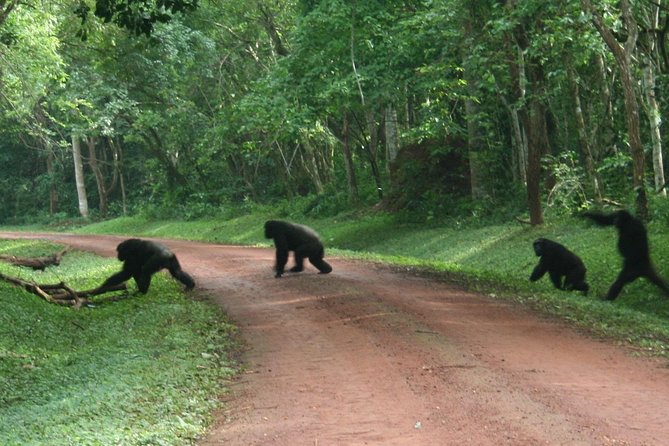 9-Day Uganda Primates - Lions & so Much More (Midrange) - What the $4,624 price includes