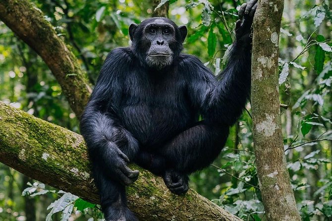 9-Day Uganda Primates - Lions & so Much More (Midrange) - Kibale Forest: chimp tracking and Bigodi Swamp