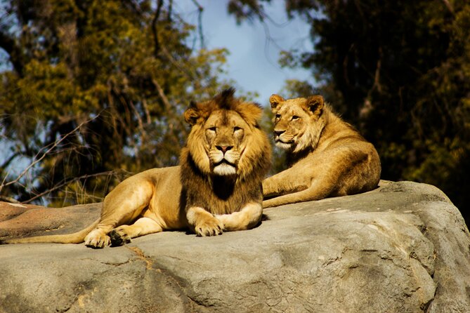 9 Days Uganda Wildlife Safaris, Gorilla Trekking & Hiking - Day 6: Kasenyi Plains and the Kazinga Channel