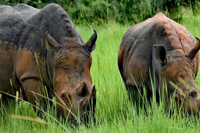 A Thrilling 1-Day Rhino Tracking Tour in Uganda - Key points to know before you book