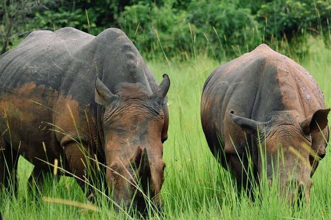 A Thrilling 1-Day Rhino Tracking Tour in Uganda - The real appeal of visiting Ziwa Rhino Sanctuary