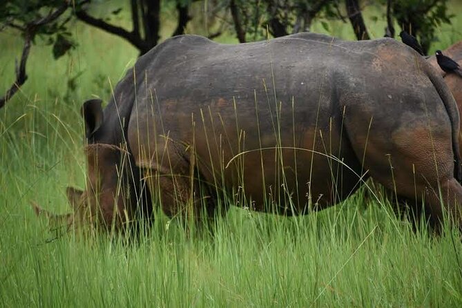 A Thrilling 1-Day Rhino Tracking Tour in Uganda - Lunch in a quiet setting