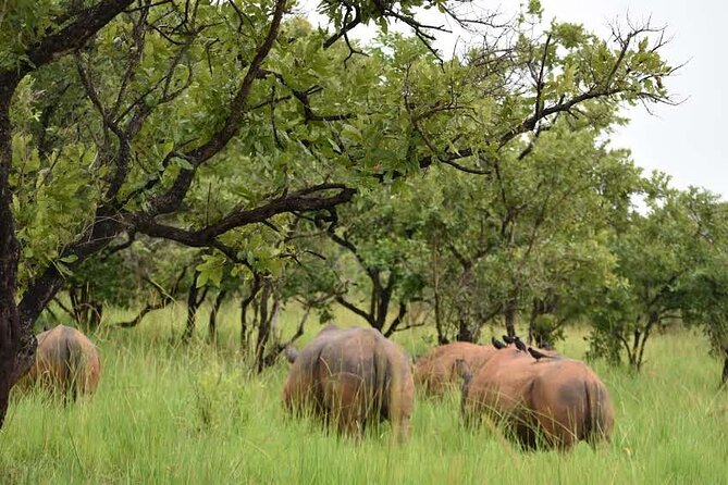 A Thrilling 1-Day Rhino Tracking Tour in Uganda - How Dark Hills Uganda fits the experience