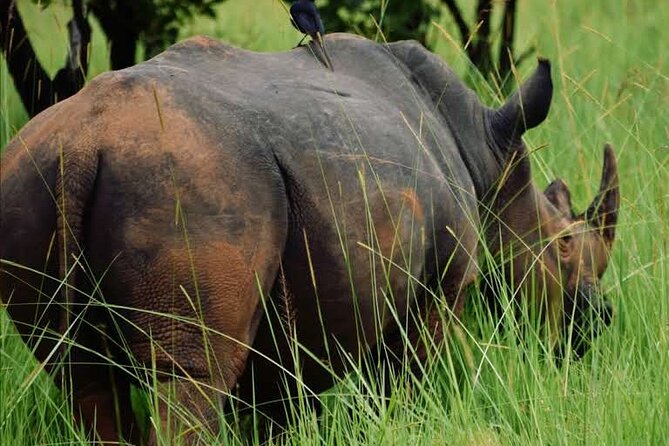 A Thrilling 1-Day Rhino Tracking Tour in Uganda - Tracking rhinos on foot