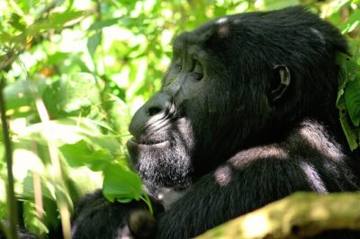Bwindi Gorilla Safari – 3 Days