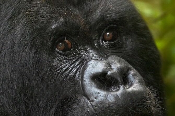 Bwindi Gorilla Safari - 3 Days - The price and the value of a permit