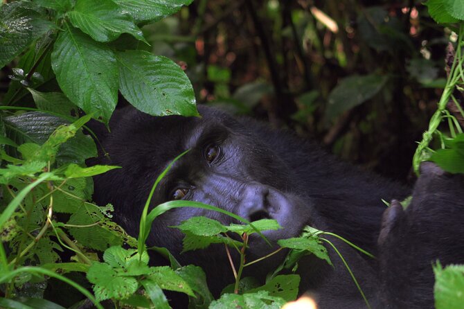 Bwindi Gorilla Safari - 3 Days - The return to Kampala and Entebbe
