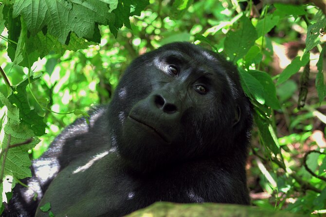 Bwindi Gorilla Safari - 3 Days - Who should choose this three-day safari?
