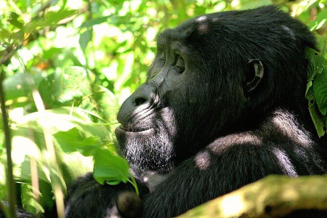 Bwindi Gorilla Safari - 3 Days - What the accommodation and meals mean for you