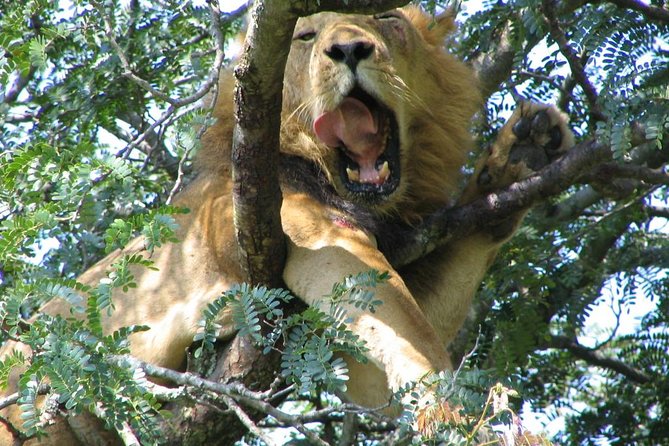 Bwindi impenetrable Kenya Tanzania Gorilla Safari 14 days 13 nights - The long transfer through Ishasha to Bwindi
