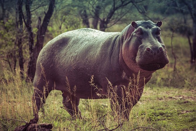 Bwindi impenetrable Kenya Tanzania Gorilla Safari 14 days 13 nights - Returning to Entebbe before Nairobi
