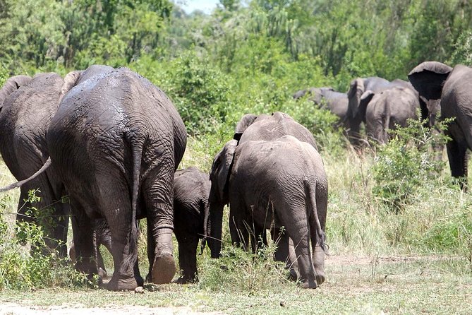 Bwindi impenetrable Kenya Tanzania Gorilla Safari 14 days 13 nights - The Aberdares and the tree-hotel stop