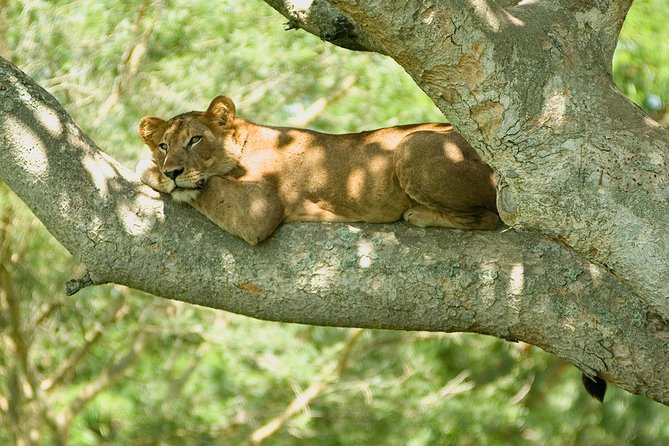 Bwindi impenetrable Kenya Tanzania Gorilla Safari 14 days 13 nights - Entering the Maasai Mara by way of Narok